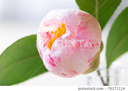 Camellia Camellia 76271124