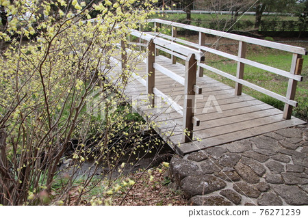 Corylopsis pauciflora 和木橋 76271239