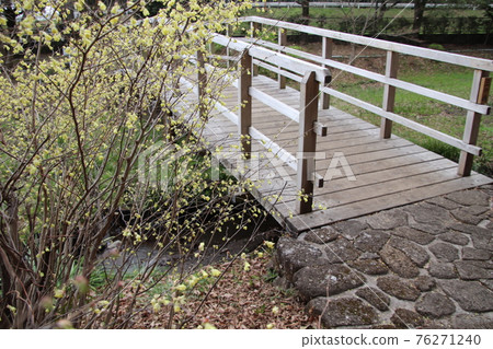 Corylopsis pauciflora 和木橋 Corylopsis pauciflora 和木橋 76271240