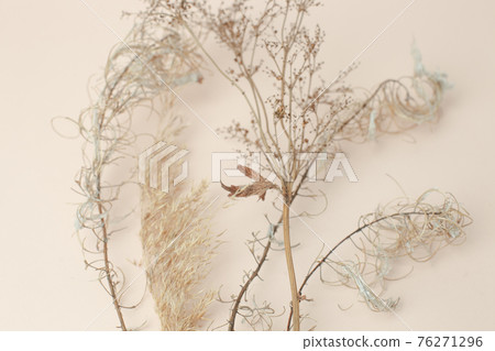 Dry reeds isolated on beige background. Abstract dry grass flowers, pile of dry herbs, hay or straw, background with copy space, monochrome, trendy minimal style Dry reeds isolated on beige background. Abstract dry grass flowers, pile of dry herbs, hay or straw, background with copy space, monochrome, trendy minimal style 76271296