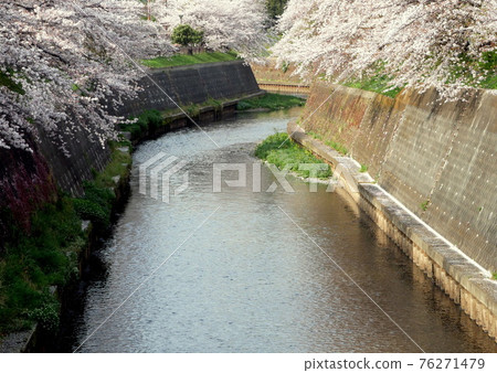 Cherry blossoms at Hikijigawa Waterfront Park in Shonandai, Fujisawa City Cherry blossoms at Hikijigawa Waterfront Park in Shonandai, Fujisawa City 76271479