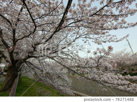 Cherry blossoms at Hikijigawa Waterfront Park in Shonandai, Fujisawa City Cherry blossoms at Hikijigawa Waterfront Park in Shonandai, Fujisawa City 76271488