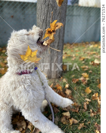 Goldendoodle 玩落葉 76271534