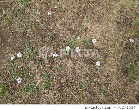 Cherry blossom petals fall in spring Cherry blossom petals fall in spring 76271584