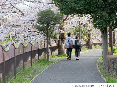藤澤市湘南台引地川水上公園的櫻花 76271594
