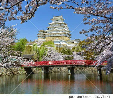 The cherry blossoms in the moat and the red bridge shine in Himeji Castle The cherry blossoms in the moat and the red bridge shine in Himeji Castle 76271775