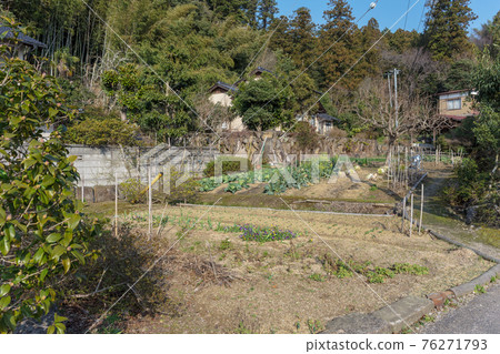 山陰冬日菜園愛好晚年 山陰冬日菜園愛好晚年 76271793