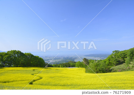 Sannokura plateau rape field overlooking Kitakata city Sannokura plateau rape field overlooking Kitakata city 76271909