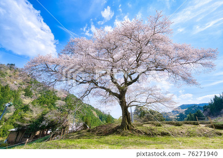 Ushinomiya櫻花 Ushinomiya櫻花 76271940