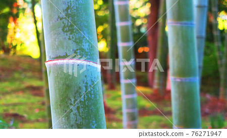 毛竹竹林風景（六義園） 76271947