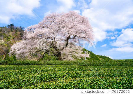 Ushinomiya櫻花 76272005