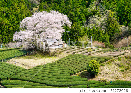 Ushinomiya cherry blossoms Ushinomiya cherry blossoms 76272008