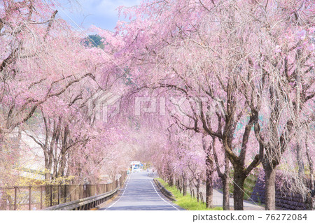 Tokuyama weeping cherry tree 76272084