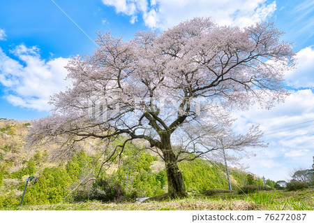 Ushinomiya櫻花 76272087