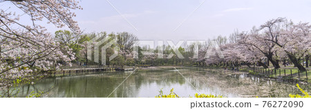 A pond surrounded by cherry blossoms with people fishing and cherry blossom viewing (Otagaya Marsh) / Tsurugashima City Athletic Park (Tsurugashima City, Saitama Prefecture) A pond surrounded by cherry blossoms with people fishing and cherry blossom viewing (Otagaya Marsh) / Tsurugashima City Athletic Park (Tsurugashima City, Saitama Prefecture) 76272090
