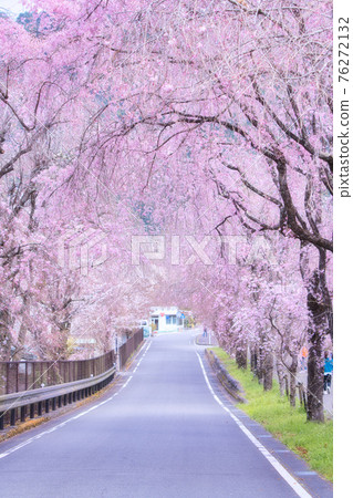 Tokuyama weeping cherry tree 76272132