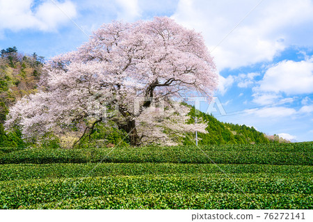 Ushinomiya櫻花 Ushinomiya櫻花 76272141