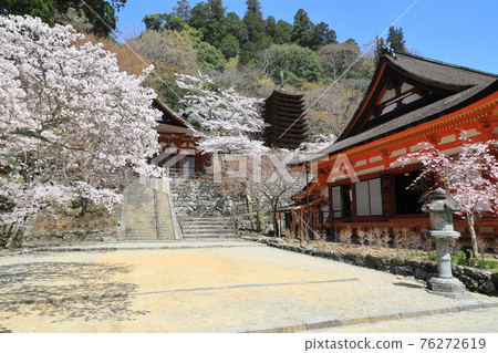 坦山神社的凱馬里花園春天 76272619