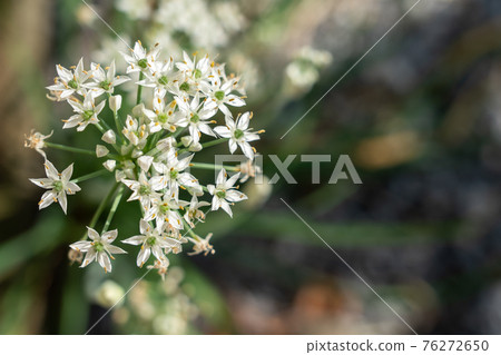 White garlic flower (August) Home garden White garlic flower (August) Home garden 76272650