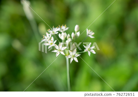 White garlic flower (August) Home garden White garlic flower (August) Home garden 76272651