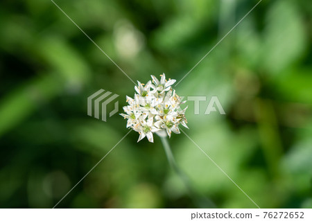 白蒜花 八月 家庭菜園 照片素材 圖片 圖庫