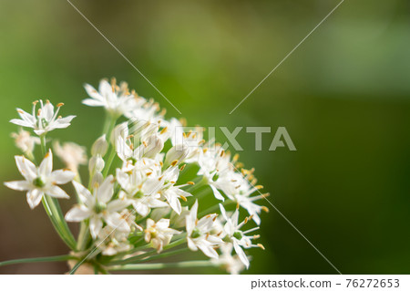 白蒜花 八月 家庭菜園 照片素材 圖片 圖庫