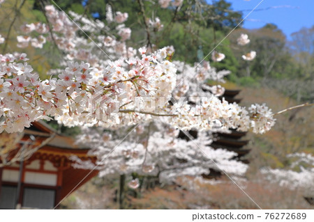 Sakura blooming Tanzan Shrine (horizontal position) Sakura blooming Tanzan Shrine (horizontal position) 76272689