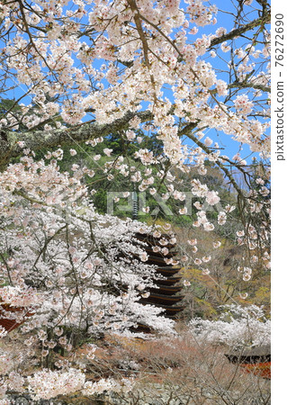 Sakura blooming Tanzan Shrine (vertical position) Sakura blooming Tanzan Shrine (vertical position) 76272690