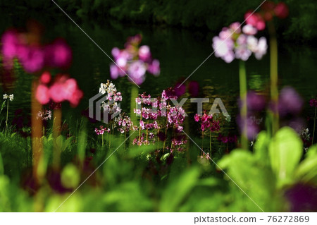 中禪寺千手之濱盛開的櫻草的綠色倒影流 中禪寺千手之濱盛開的櫻草的綠色倒影流 76272869