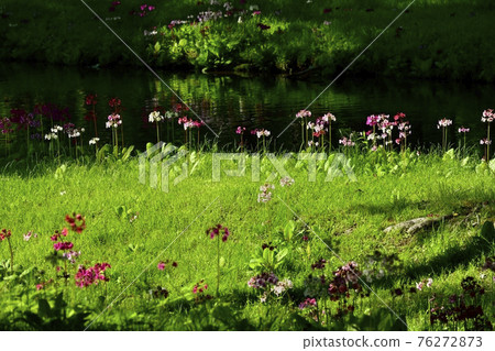 中禪寺千手之濱盛開的櫻草的綠色倒影流 中禪寺千手之濱盛開的櫻草的綠色倒影流 76272873
