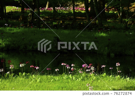 中禪寺千手之濱盛開的櫻草的綠色倒影流 中禪寺千手之濱盛開的櫻草的綠色倒影流 76272874