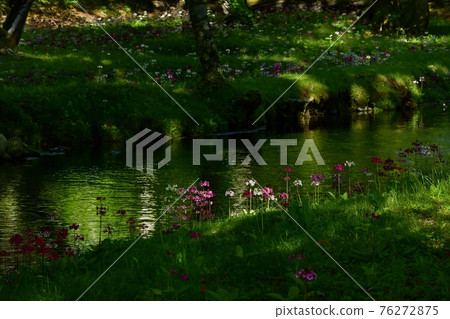 中禪寺千手之濱盛開的櫻草的綠色倒影流 76272875