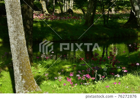 The flow of green reflection on the Japanese primrose blooming at Lake Chuzenji Senjugahama 76272876