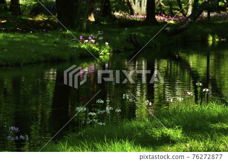 The flow of green reflection on the Japanese primrose blooming at Lake Chuzenji Senjugahama 76272877