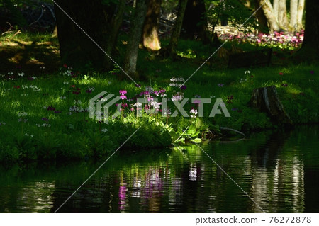 The flow of green reflection on the Japanese primrose blooming at Lake Chuzenji Senjugahama 76272878
