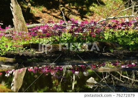Fallen trees on the Japanese primrose blooming at Lake Chuzenji Senjugahama 76272879