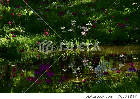 Japanese primrose blooming at Lake Chuzenji Senjugahama Japanese primrose blooming at Lake Chuzenji Senjugahama 76272887