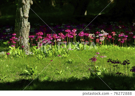 中禪寺千手之濱盛開的櫻草花 76272888