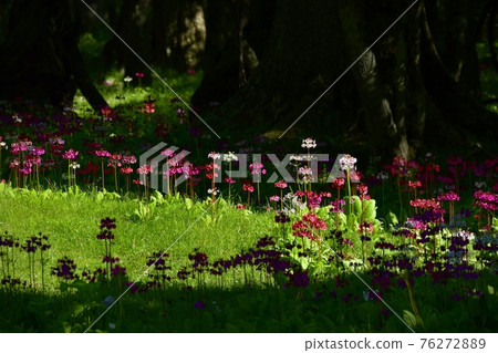 中禪寺千手之濱盛開的櫻草花 76272889