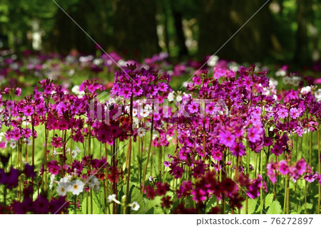 Japanese primrose blooming at Lake Chuzenji Senjugahama 76272897