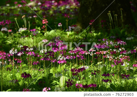 Japanese primrose blooming at Lake Chuzenji Senjugahama 76272903