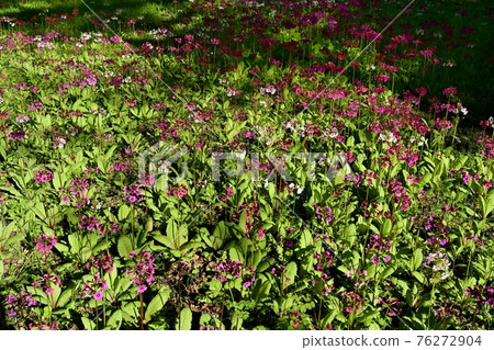 中禪寺千手之濱盛開的櫻草花 76272904