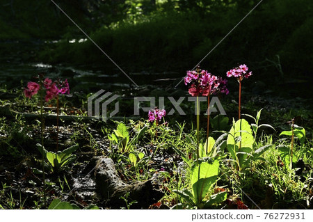 Japanese primrose blooming in Lake Chuzenji Sentegahara Japanese primrose blooming in Lake Chuzenji Sentegahara 76272931