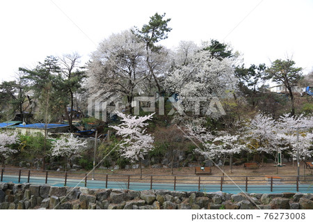 Jeongneungcheon. Cherry blossoms. Walking trail. Spring flowers. Stream Jeongneungcheon. Cherry blossoms. Walking trail. Spring flowers. Stream 76273008