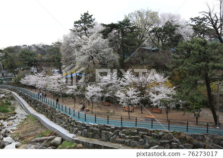 Jeongneungcheon. Cherry blossoms. Walking trail. Spring flowers. Stream Jeongneungcheon. Cherry blossoms. Walking trail. Spring flowers. Stream 76273017