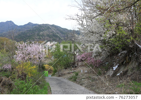 Jeongneungcheon. Cherry blossoms. Walking trail. Spring flowers. Stream Jeongneungcheon. Cherry blossoms. Walking trail. Spring flowers. Stream 76273057