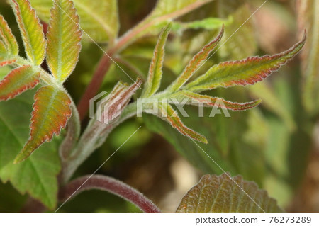 Natural plant Rhus chinensis, deciduous tree of the family Rhus family. It is a tree with beautiful autumn leaves, but the shoots and young leaves are slightly colored. Natural plant Rhus chinensis, deciduous tree of the family Rhus family. It is a tree with beautiful autumn leaves, but the shoots and young leaves are slightly colored. 76273289