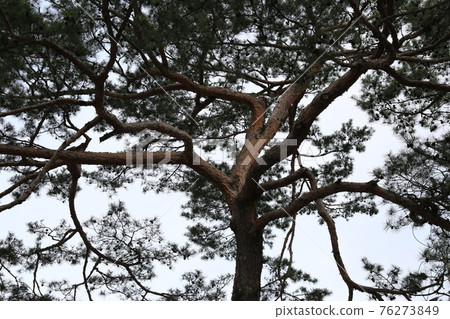 Jeongneunggol. Jeongneungcheon. Cherry blossoms. Alley. Spring flowers 76273849