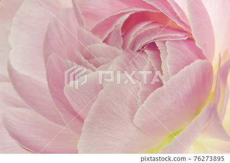 This is a close-up photo of a pink ranunculus flower. This is a close-up photo of a pink ranunculus flower. 76273895