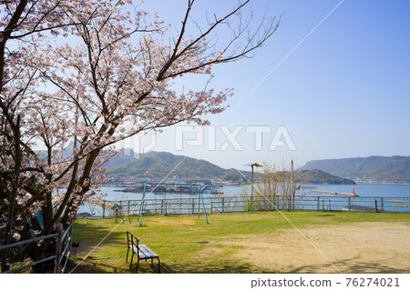 香川縣太子神社阿治町的櫻花 76274021